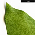 SpeciesSub: f. salicifolius
